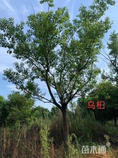 40公分丛生乌桕