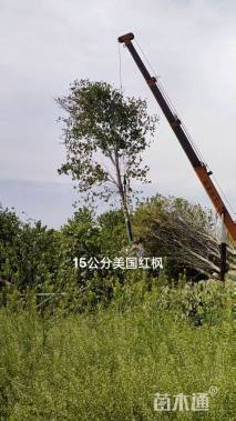 15公分美国红枫-十月光辉