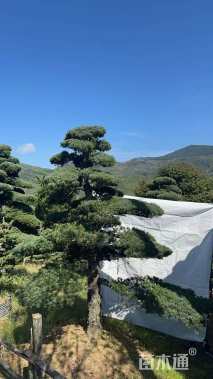 27公分造型五针松