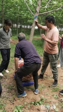 11公分北美枫香