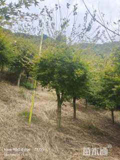 高度330厘米赤枫