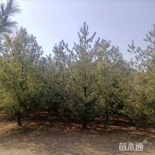 高度4000厘米华山松