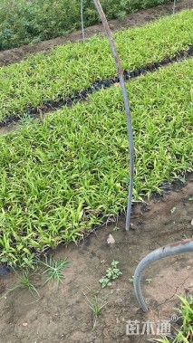 高度18厘米吉祥草