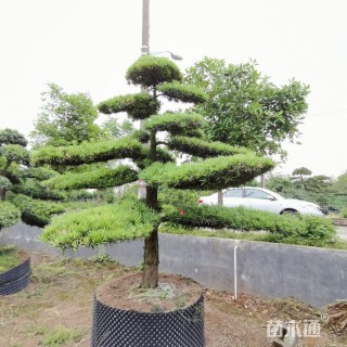 15公分造型罗汉松