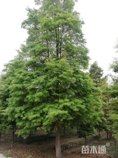 12公分金丝楠木