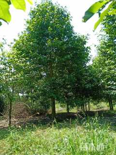 15公分乐昌含笑