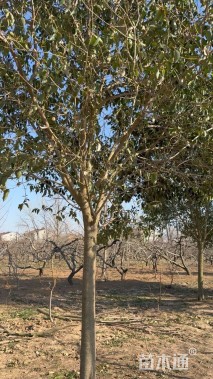 16公分大叶女贞