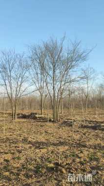 10公分丛生榉树