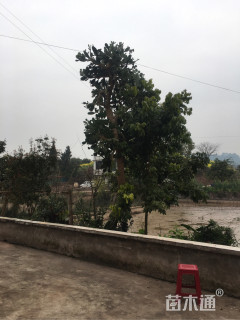 高度600厘米仙人掌