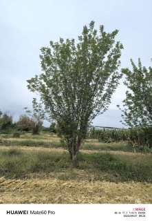 高度700厘米丛生中国黄蜡