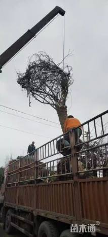 18公分垂丝海棠