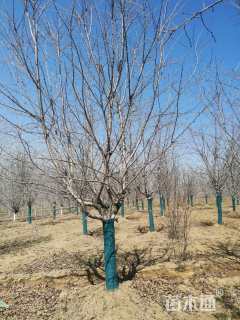 19公分染井吉野樱