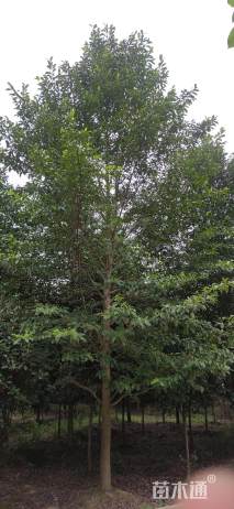 20公分乐昌含笑