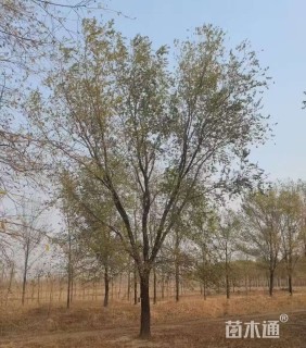 40公分榆树