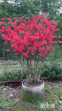 高度200厘米映山红