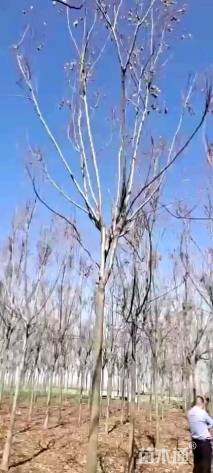 15公分栾树