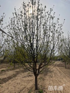 高度116厘米海棠小苗