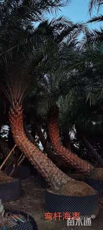 裸干高300厘米中东海枣