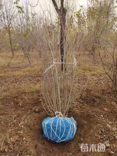 高度200厘米丛生暴马丁香