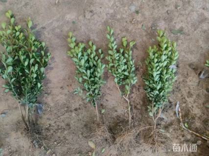 高度30厘米小叶黄杨