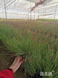 高度60厘米坡地毛冠草