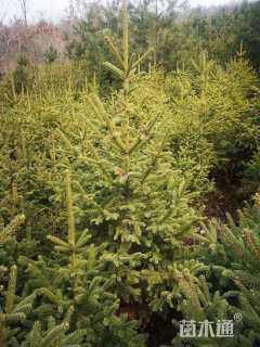 高度500厘米云杉