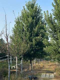 12公分美国红枫