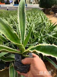 高度30厘米金边龙舌兰