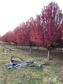 15公分亚当海棠