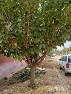 30公分日本晚樱