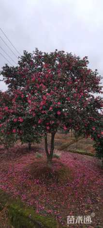 高度230厘米茶梅