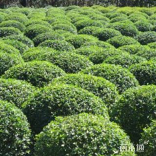 冠幅50厘米小叶黄杨球