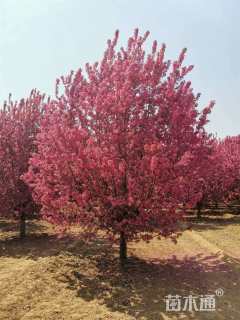 12公分绚丽海棠