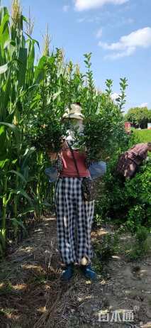 高度70厘米卫矛