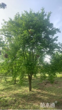 15公分暴马丁香