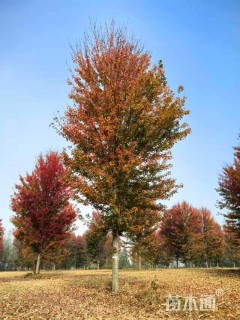 28公分美国红枫