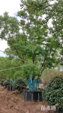 30公分丛生乌桕