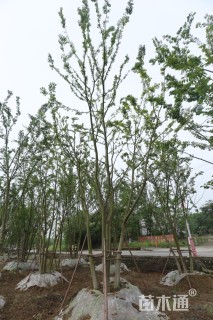 12公分(5杆)丛生朴树