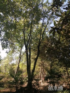 50公分丛生朴树