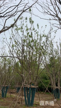 高度100厘米丛生五角枫