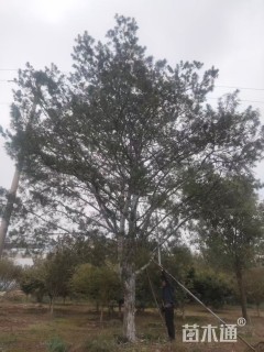 高度980厘米白皮松