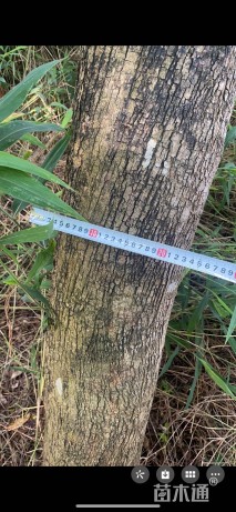 22公分海南黄花梨