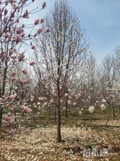 18公分二乔玉兰