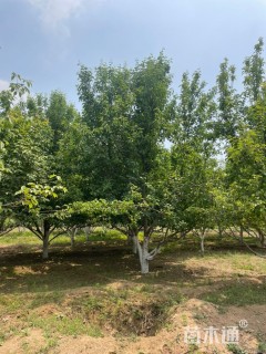 高度500厘米丛生蒙古栎