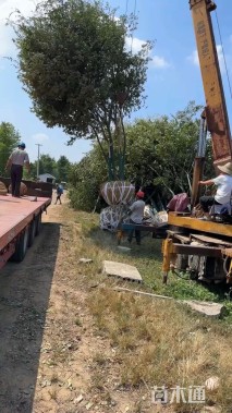 10公分(5杆)丛生榉树