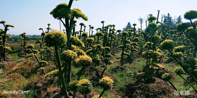 15公分造型小叶女贞