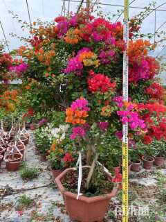 高度180厘米三角梅