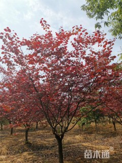 10公分加拿大紫荆