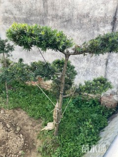 8公分造型罗汉松