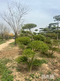 5公分造型小叶女贞